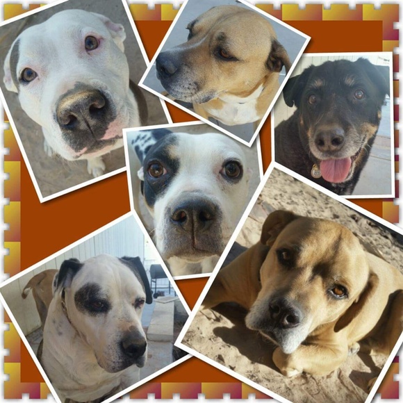 Meet your Posher, Teri - Picture 5 of 8